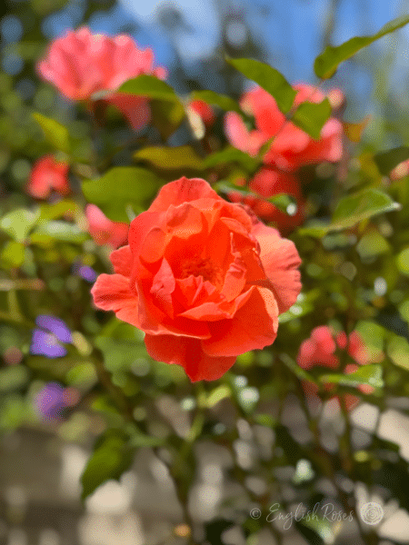Fragrant Delight Rose - Pink Floribunda Rose - Close up photo of many pink blooms and green foliage.