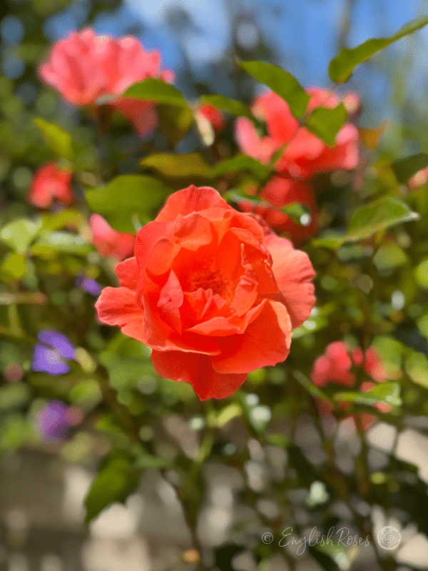 Fragrant Delight Rose - Pink Floribunda Rose - Close up photo of many pink blooms and green foliage.