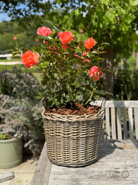Fragrant Delight Rose - Pink Floribunda Rose - A photo of soft pink blooms belonging to the Fragrant Delight Rose potted in an English Roses willow basket.