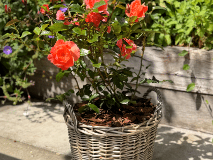 Scented Rose Gift For Dad - English Roses Planted Basket Scented Rose Gift For Dad - English Roses Planted Basket Image