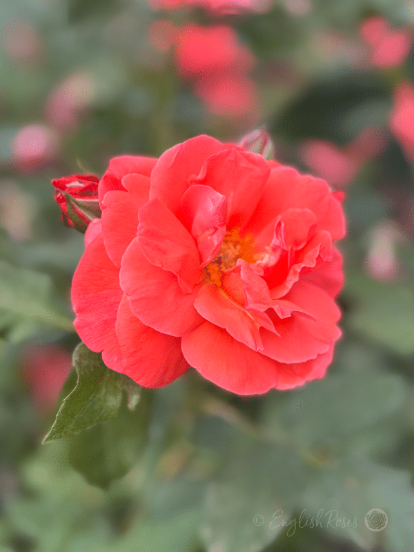 Happy Anniversary Rose - Salmon Pink Floribunda Rose - Close up photo of a salmon pink bloom with buds.