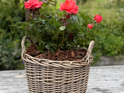 Anniversary Rose Gift Planted In Large Willow Basket Image