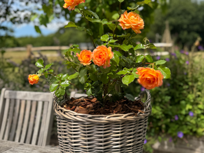 Gift Planted 70th Birthday Rose In Large Willow Basket Gift Planted 70th Birthday Rose In Large Willow Basket Image