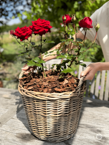 Ingrid Bergman Rose - Deep Red Hybrid Tea Rose - A photo of an Ingrid Bergman Rose potted in a willow basket and being placed on a garden table.