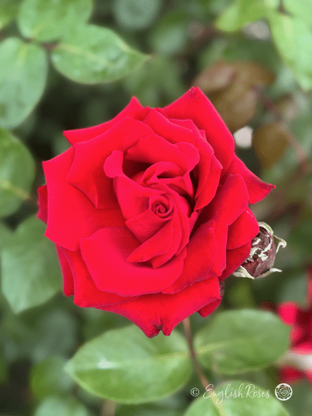 Ingrid Bergman Rose - Deep Red Hybrid Tea Rose - A close up photo of a single deep red bloom and a bud.