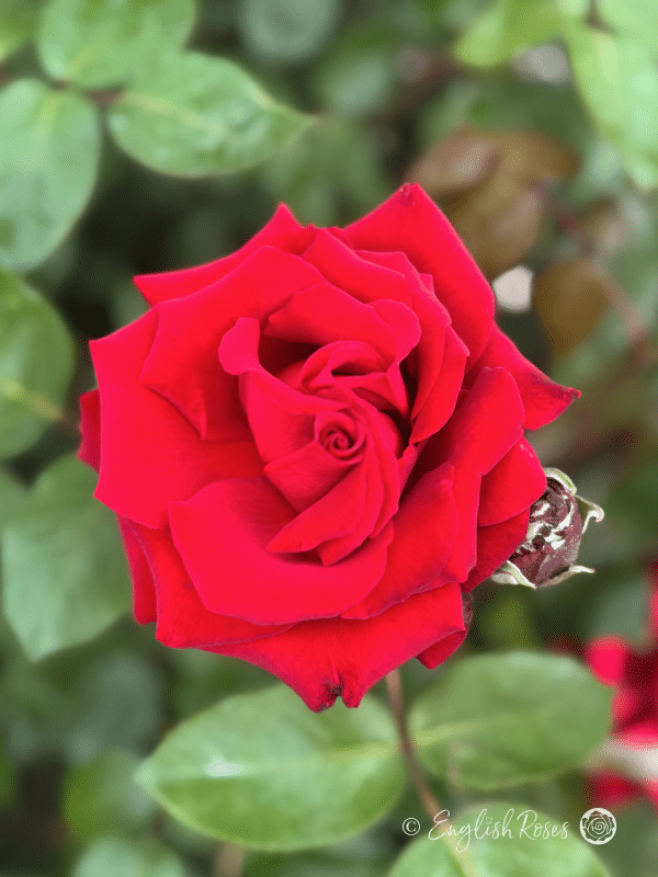 Ingrid Bergman Rose - Deep Red Hybrid Tea Rose - A close up photo of a single deep red bloom and a bud.