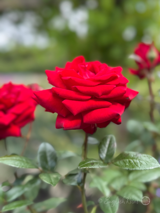 Ingrid Bergman Rose