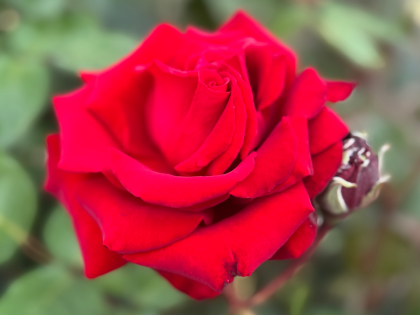 Love You Mum Rose Love You Mum Rose Image