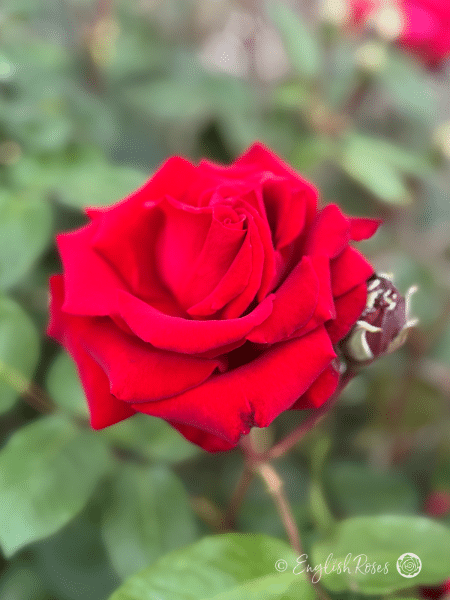 Ingrid Bergman Rose - Deep Red Hybrid Tea Rose - Close up photo of an open, deep red bloom with a bud.