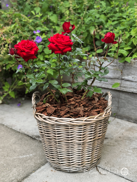 Ingrid Bergman Rose - Deep Red Hybrid Tea Rose - A photograph of deep red blooms and buds belonging to the Ingrid Bergman Rose variety and potted in a willow basket.
