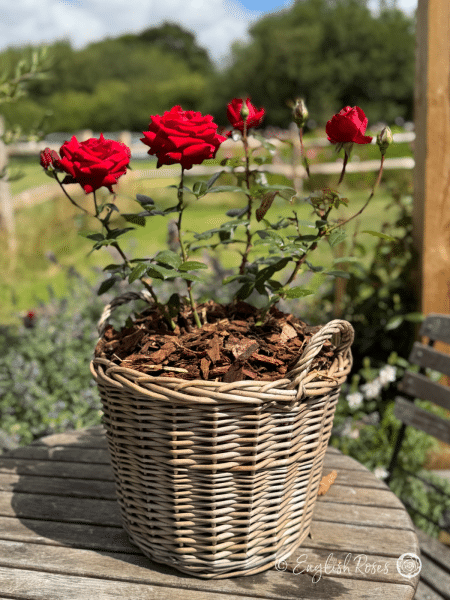 Ingrid Bergman Rose - Deep Red Hybrid Tea Rose - A photo of multiple deep red blooms and buds potted in an English Roses willow basket.