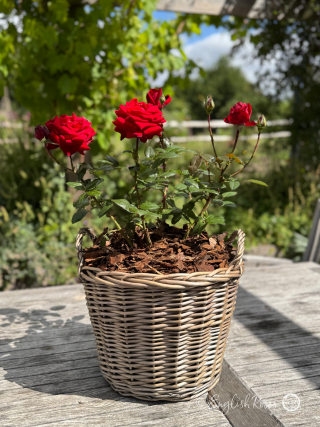 Happy 4th Wedding Anniversary Gift - English Roses Planted Basket