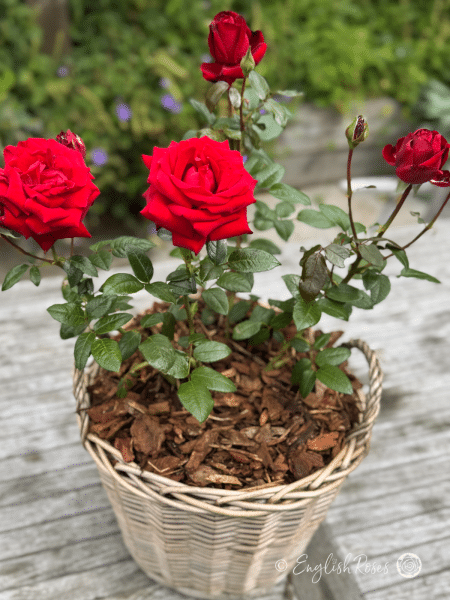 Ingrid Bergman Rose - Deep Red Hybrid Tea Rose - A close up photo of some deep red blooms belonging to the Ingrid Bergman Rose variety and planted in an English Roses willow basket.
