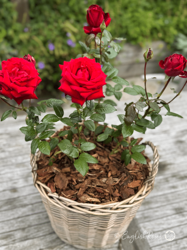 Ingrid Bergman Rose - Deep Red Hybrid Tea Rose - A close up photo of some deep red blooms belonging to the Ingrid Bergman Rose variety and planted in an English Roses willow basket.