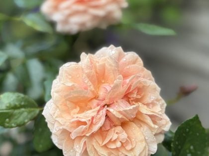 Fabulous Roses For 80th Birthday - Joie de Vivre Rose Fabulous Roses For 80th Birthday - Joie de Vivre Rose Image