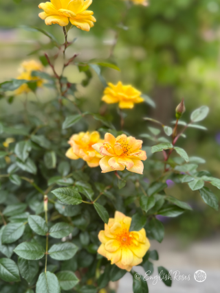 Normandie Rose