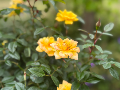 Laura Ford Rose Laura Ford Rose Image