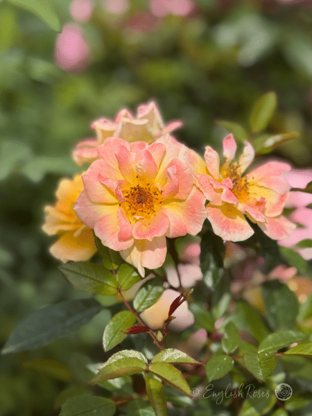 Laura Ford Rose - Yellow Miniature Climbing Rose - Close up photo of many small, peachy yellow blooms