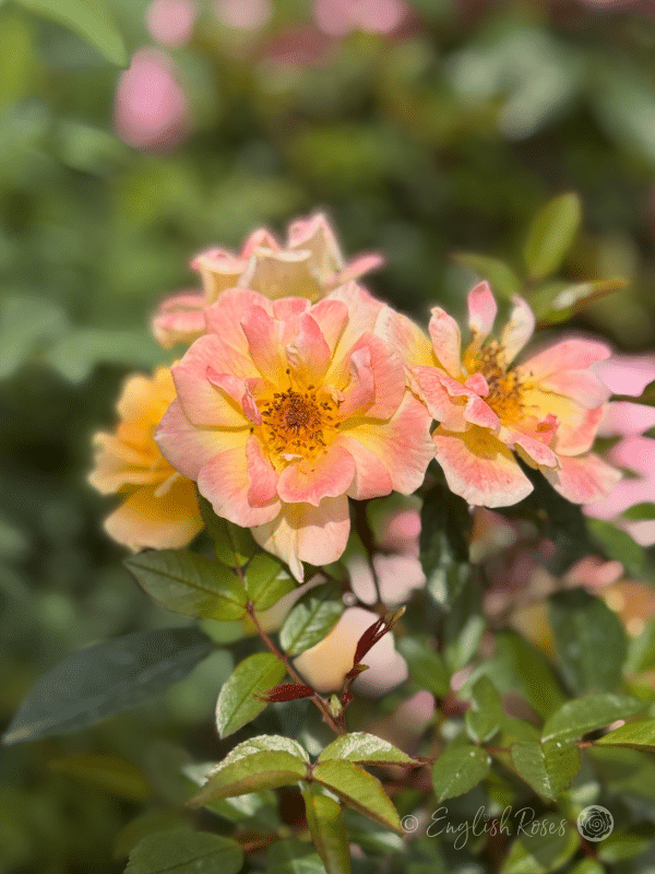 Laura Ford Rose - Yellow Miniature Climbing Rose - Close up photo of many small, peachy yellow blooms