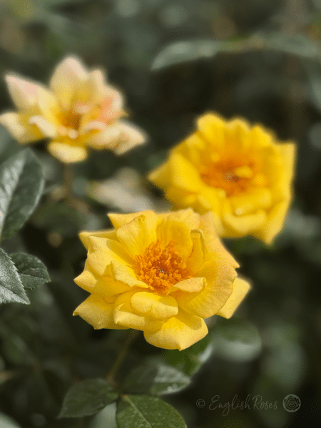 Laura Ford Rose - Yellow Miniature Climbing Rose - A close up photo of three golden yellow blooms and dark green foliage.