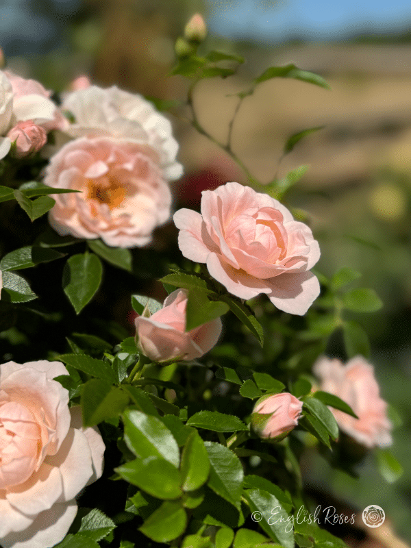 Lovely Bride Rose - Shell Pink Patio Rose - A close up photo of some shell pink blooms and buds.