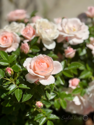 Lovely Bride Rose - Valentines Gifts For Wife