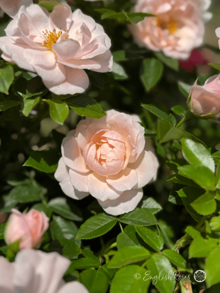 Lovely Bride Rose - Shell Pink Patio Rose - Close up photo of many shell pink blooms.