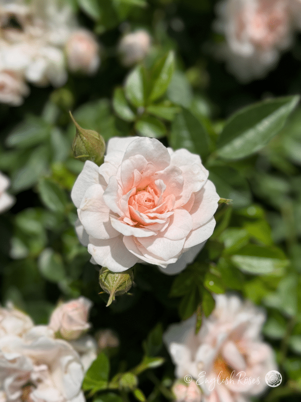 Lovely Bride Rose - Shell Pink Patio Rose - Close up photo of a single shell pink bloom with buds.