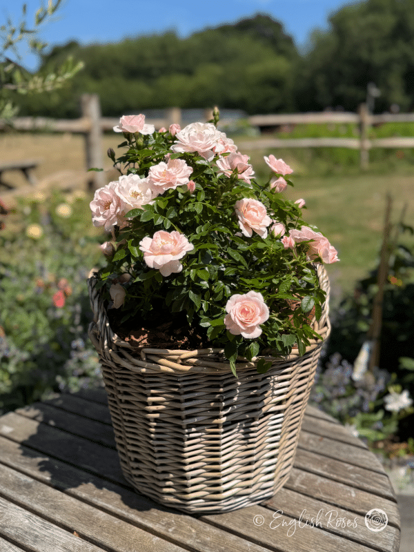 Lovely Bride Rose - Shell Pink Patio Rose - A photo of a willow basket containing the Lovely Bride Rose variety and adorned with shell pink blooms, buds and green foliage.