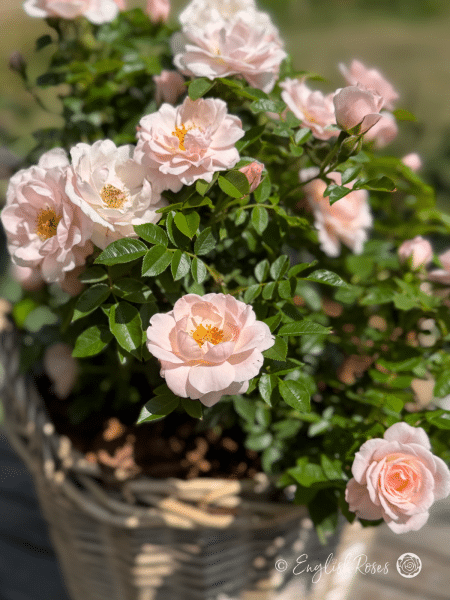 Lovely Bride Rose - Shell Pink Patio Rose - A close up photo of some of the shell pink blooms belonging to the Lovely Bride Rose variety.