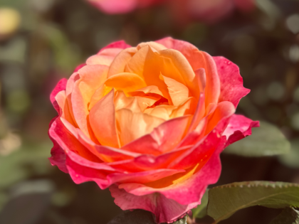 Birthday Rose Gift For Mum Image