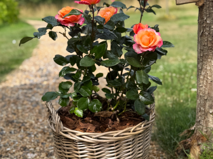 Scented Rose Gift For Diamond 60th Anniversary - English Roses Planted Basket Scented Rose Gift For Diamond 60th Anniversary - English Roses Planted Basket Image