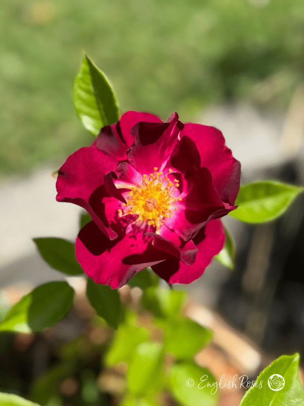 Night Owl Rose - Purple Floribunda Rose - A close up photo of a single purple bloom belonging to the Night Owl Rose.
