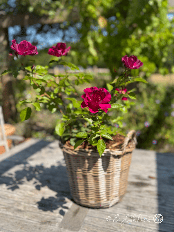 Night Owl Rose - Purple Floribunda Rose - A photograph of a Night Owl Rose planted in an English Roses willow basket.