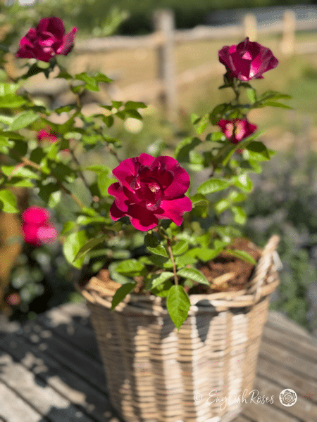 Night Owl Rose - Purple Floribunda Rose - A photo of purple blooms and green foliage belonging to the Night Owl Rose and planted in a willow basket.
