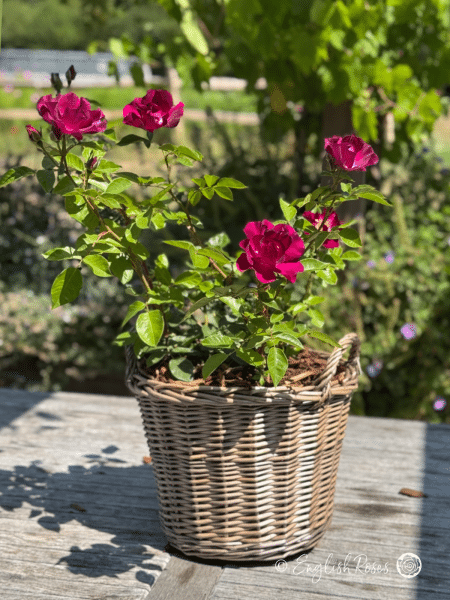 Night Owl Rose - Purple Floribunda Rose - A photo of a Night Owl Rose planted in a willow basket and decorated with purple blooms, buds and green foliage.