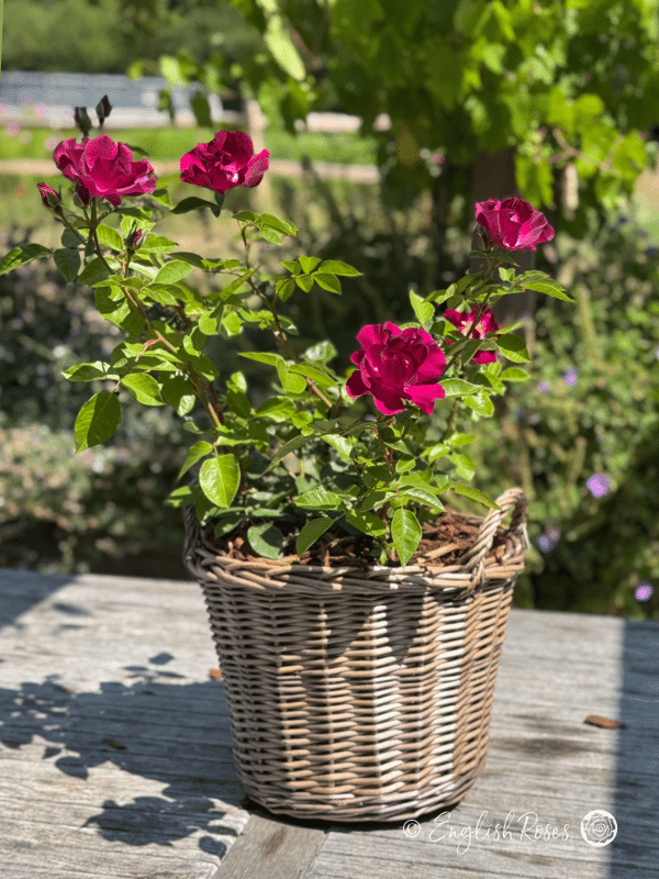 Night Owl Rose - Purple Floribunda Rose - A photo of a Night Owl Rose planted in a willow basket and decorated with purple blooms, buds and green foliage.