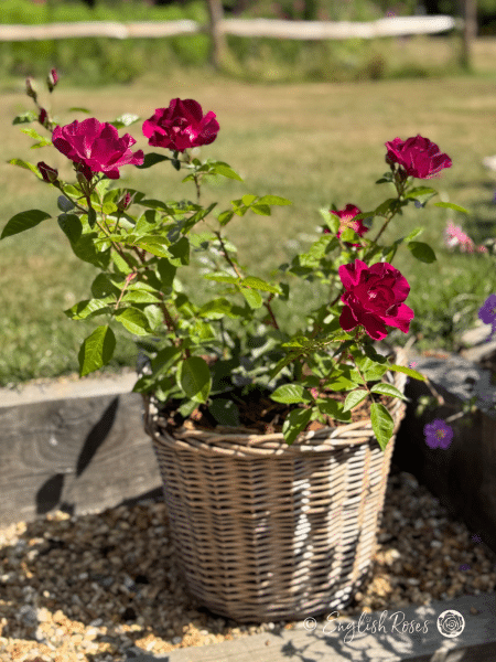 Night Owl Rose - Purple Floribunda Rose - A photograph of multiple purple blooms, buds and foliage potted in a willow basket.