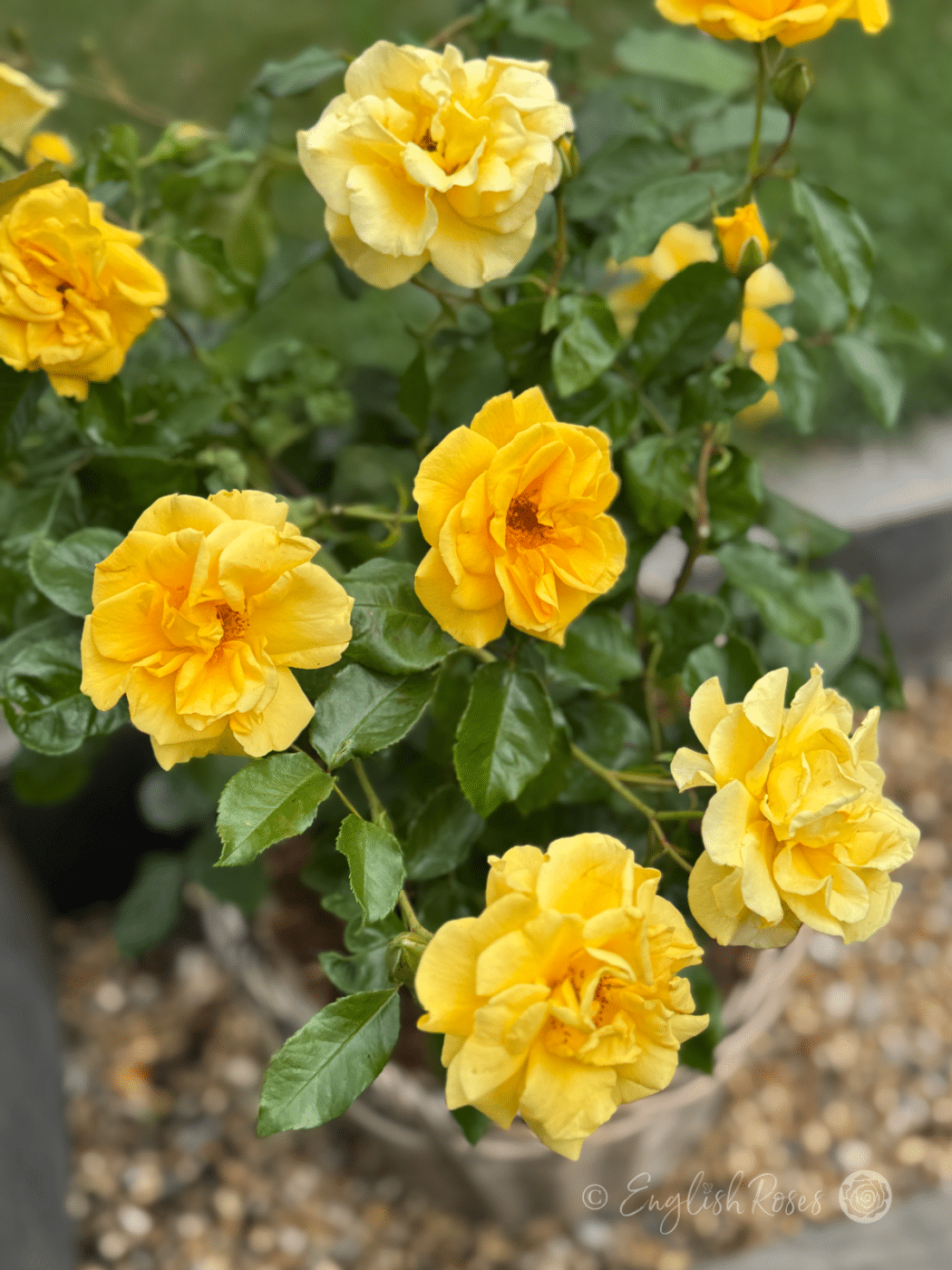 Precious Gold Rose - Golden Yellow Roses - English Roses