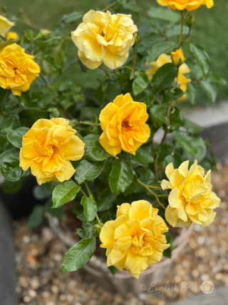 A Memorial Rose For A Special Dad - English Rose Gift