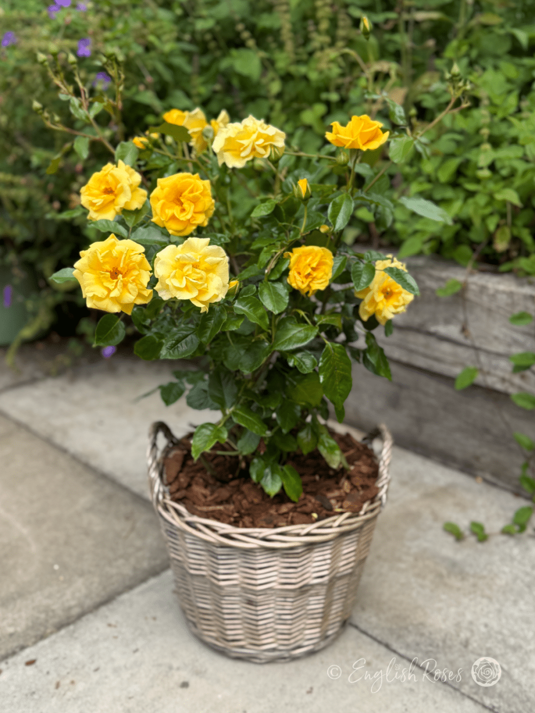 Golde Yellow Roses Precious Gold Rose - Golden Yellow Roses - English Roses