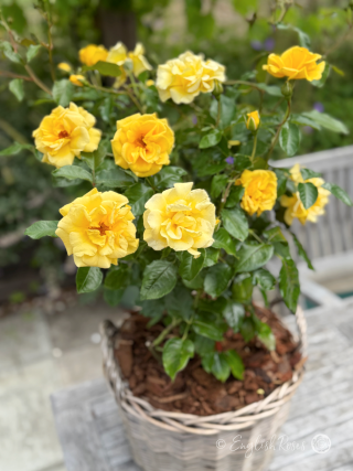 Happy 35th Anniversary Gift Rose - English Roses Planted Basket