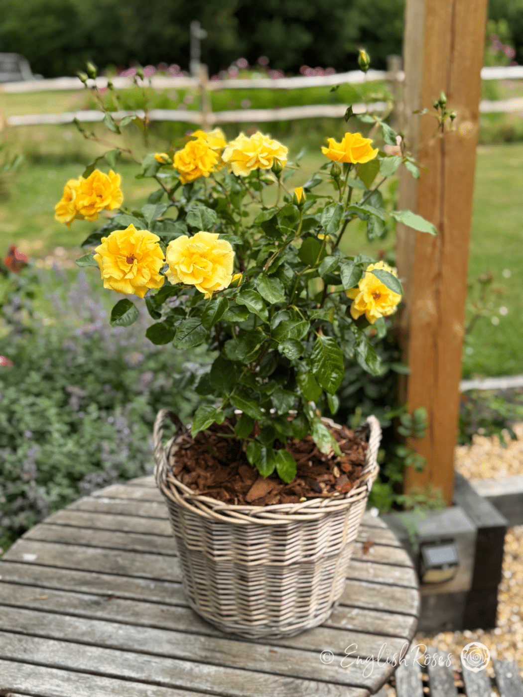 Golde Yellow Roses Precious Gold Rose - Golden Yellow Roses - English Roses