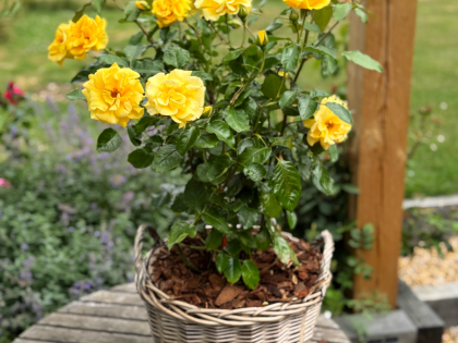 Anniversary Gift For A Special Couple - English Roses Planted Basket Image