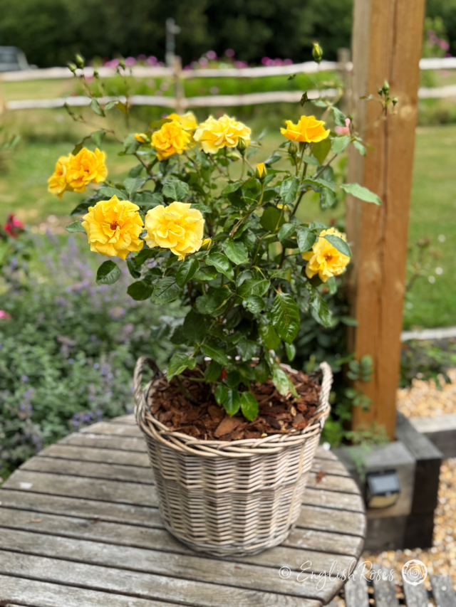 First Gold Rose Precious Gold Rose - Golden Yellow Roses - English Roses