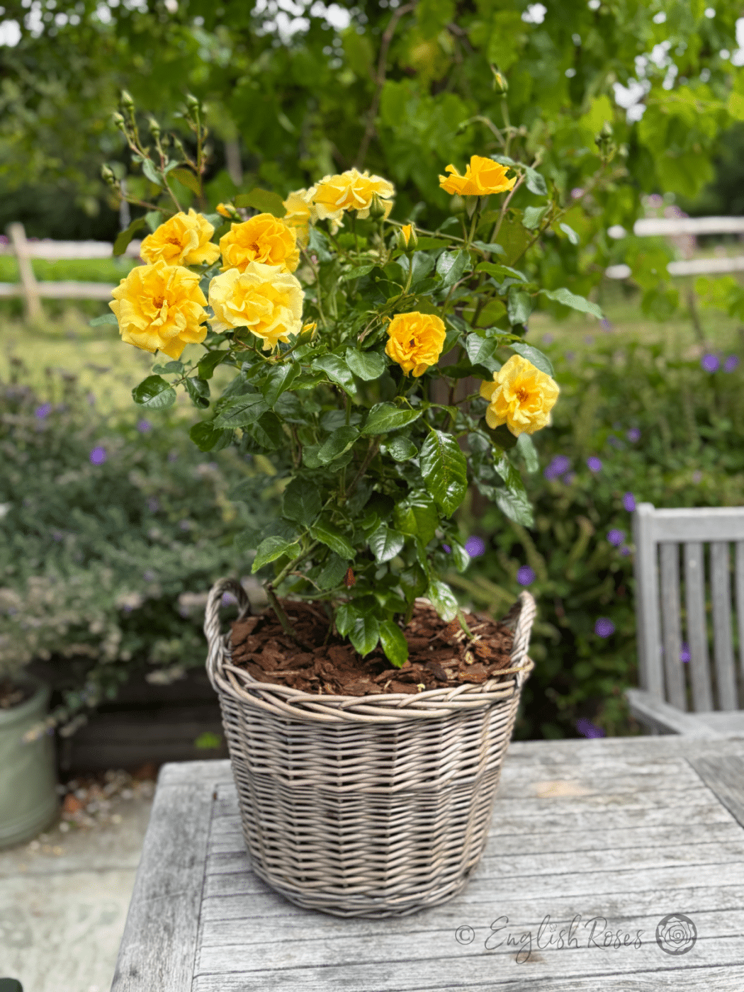 Precious Gold Rose - Golden Yellow Roses - English Roses