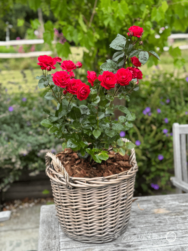 Precious Ruby Rose - Ruby Red Floribunda Rose - A photo of multiple red blooms, buds and foliage belonging to the Precious Ruby Rose variety and potted in an English Roses willow basket.