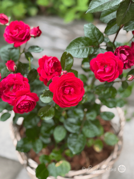 Precious Ruby Rose - Ruby Red Floribunda Rose - A close up photo of some red blooms on a Precious Ruby Rose bush.
