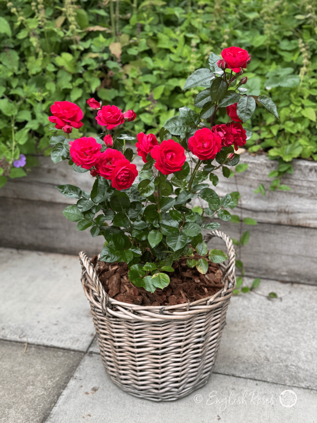 Ruby Amd Roses Precious Ruby Rose - Ruby 40th Celebration Gifts - English Roses