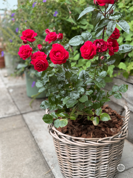Precious Ruby Rose - Ruby Red Floribunda Rose - A photo of ruby red blooms belonging to the Precious Ruby Rose variety and potted in a willow basket.